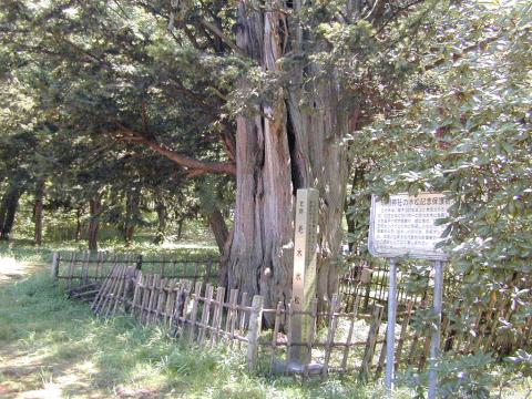 砂川神社の水松