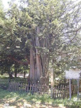 砂川神社の水松