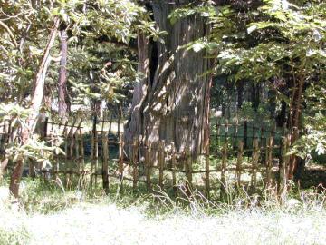 砂川神社の水松