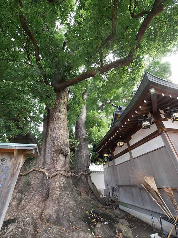 神前のクスノキ