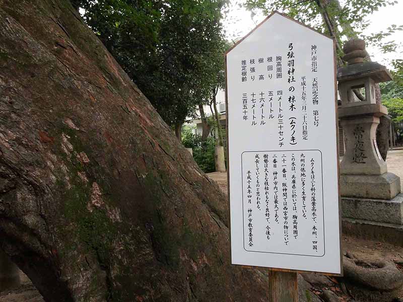 弓弦羽神社のムクノキ