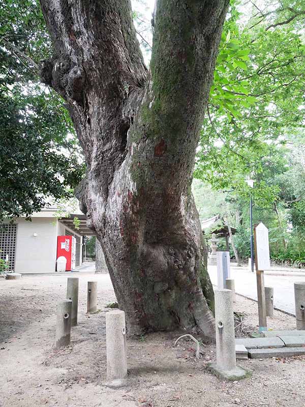 弓弦羽神社のムクノキ