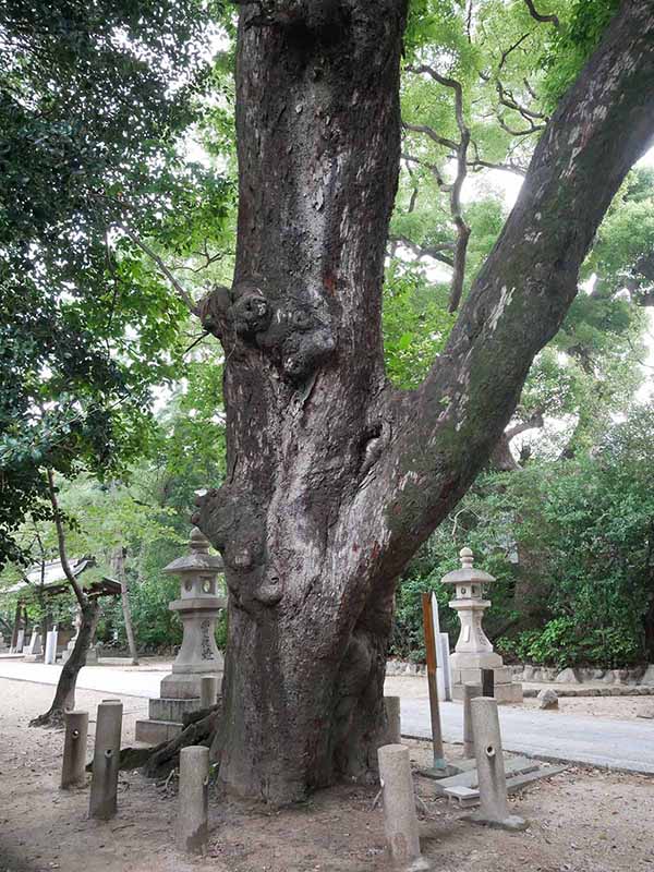 弓弦羽神社のムクノキ