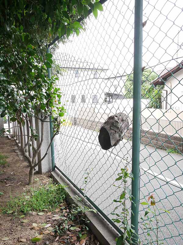 弓弦羽神社のムクノキ