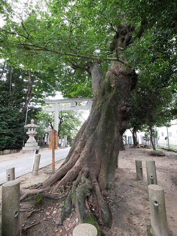 弓弦羽神社のムクノキ