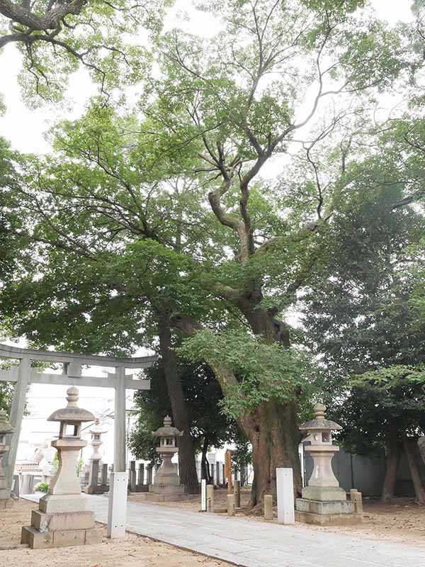 弓弦羽神社のムクノキ