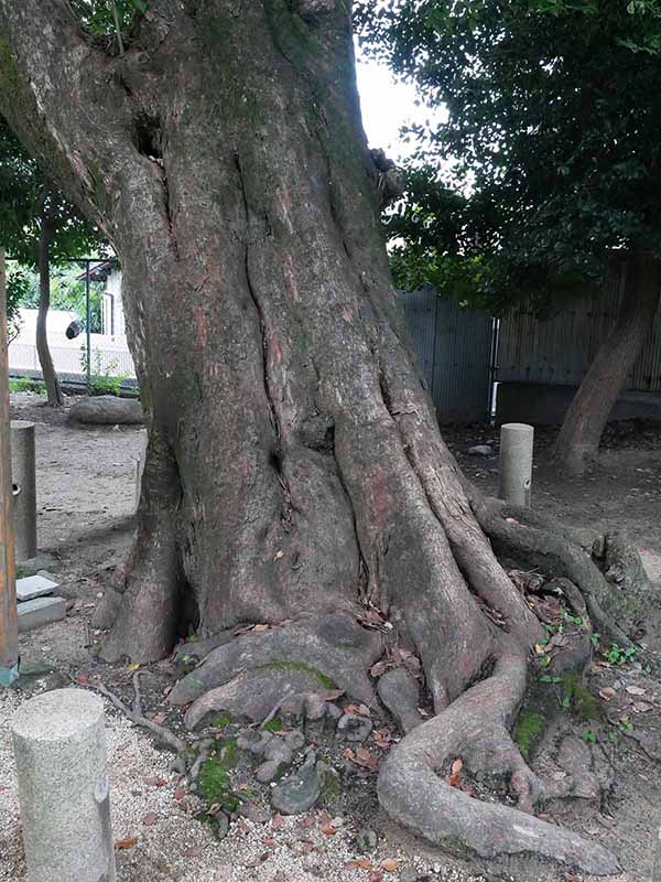 弓弦羽神社のムクノキ