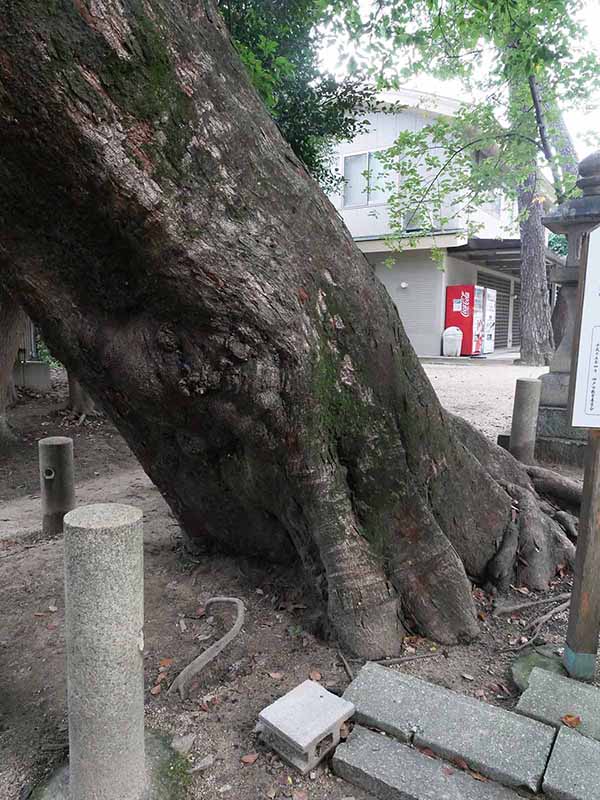 弓弦羽神社のムクノキ