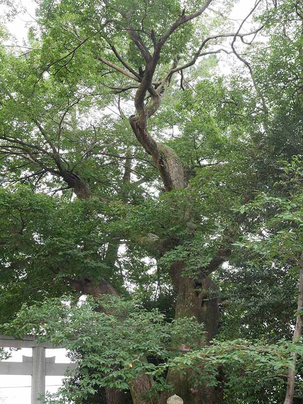 弓弦羽神社のムクノキ