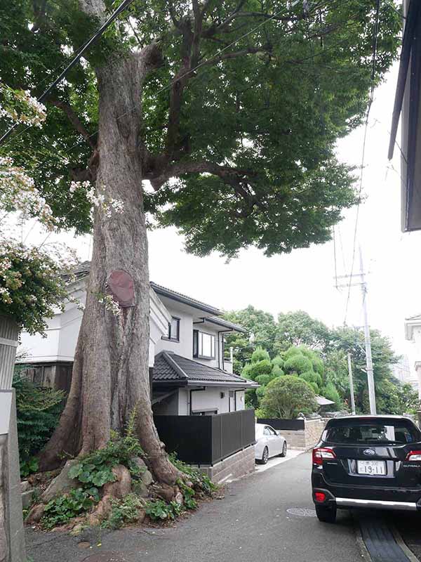 村上邸のムクノキ