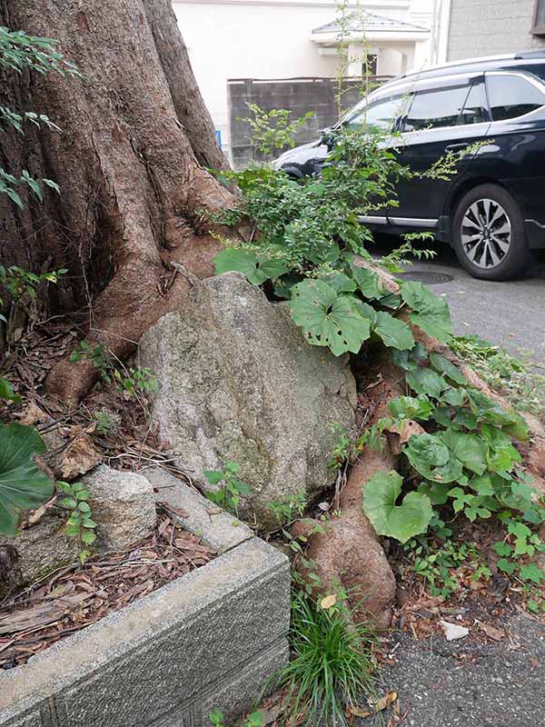 村上邸のムクノキ