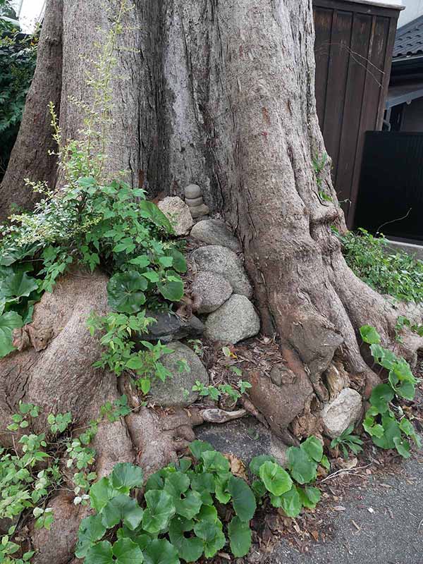 村上邸のムクノキ