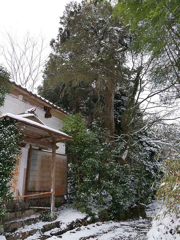 畑市のネズ（西光寺跡のネズ）