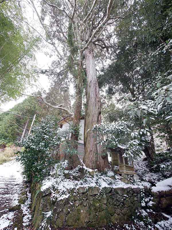 畑市のネズ（西光寺跡のネズ）