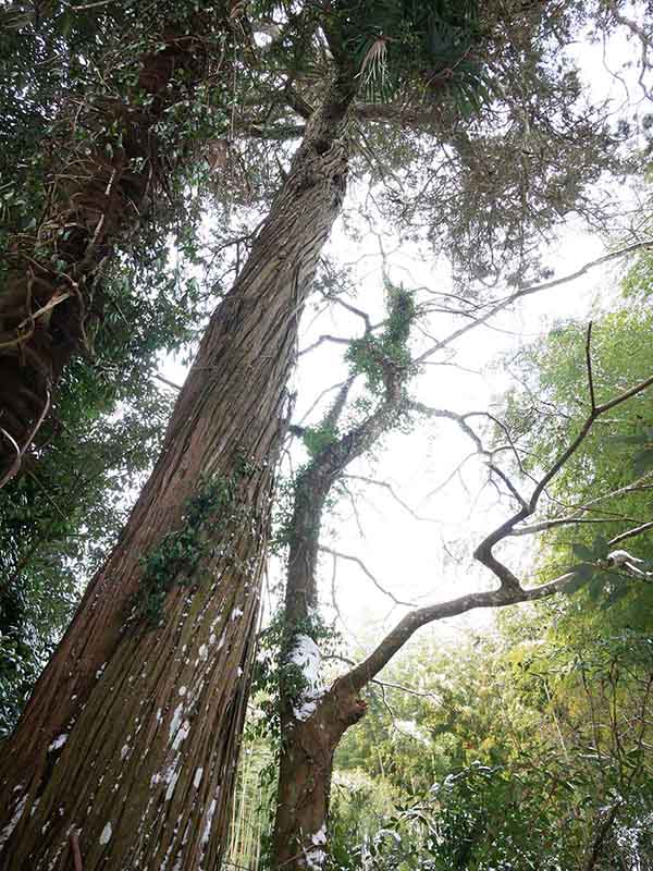 西光寺跡のネズ