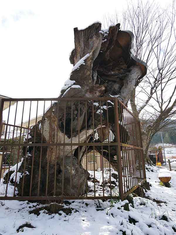 波々伯部神社のスギ