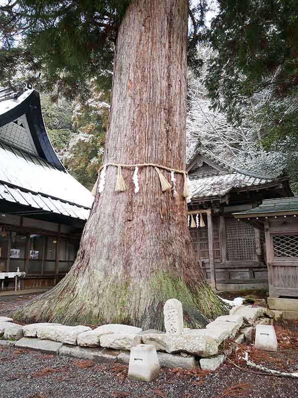 波々伯部神社のスギ