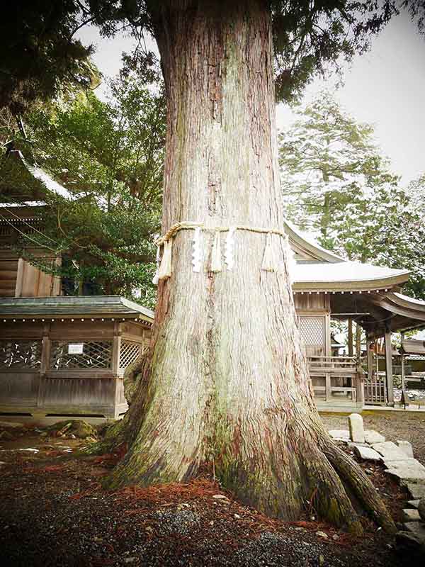 波々伯部神社のスギ