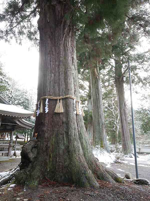 波々伯部神社のスギ