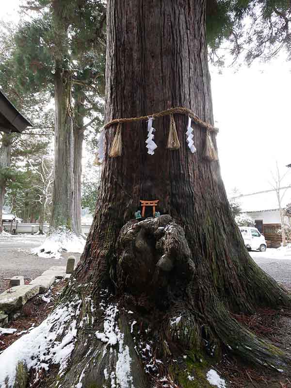 波々伯部神社のスギ