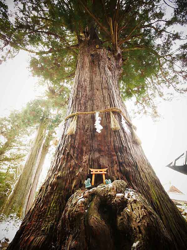 波々伯部神社のスギ