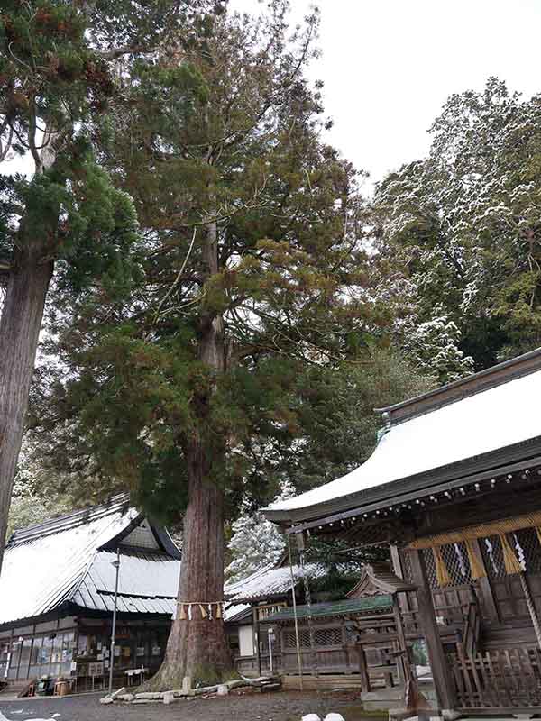 波々伯部神社のスギ