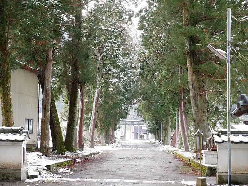 波々伯部神社のスギ