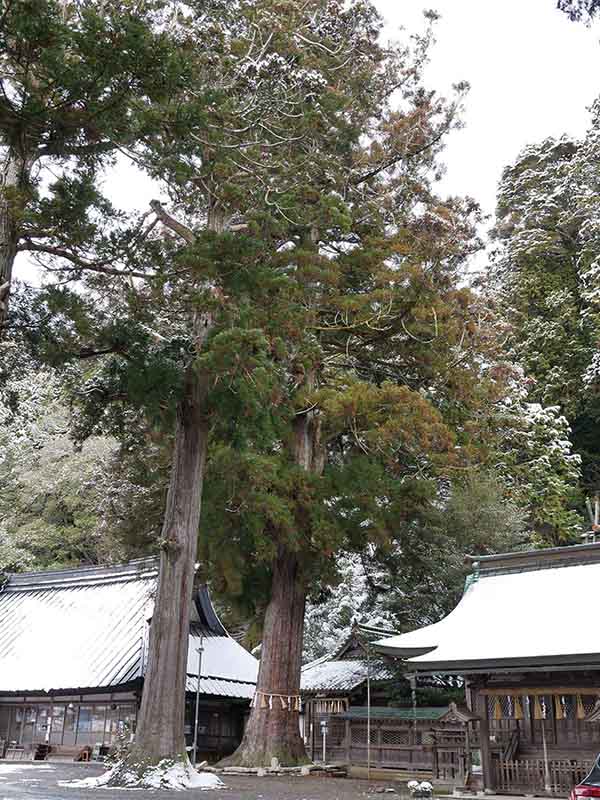 波々伯部神社のスギ