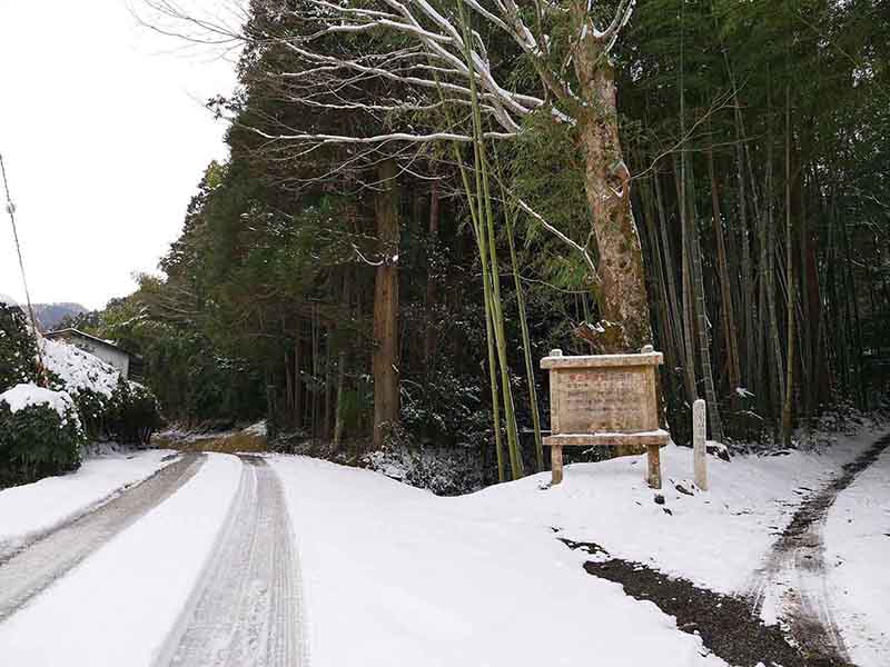 辻の四本杉