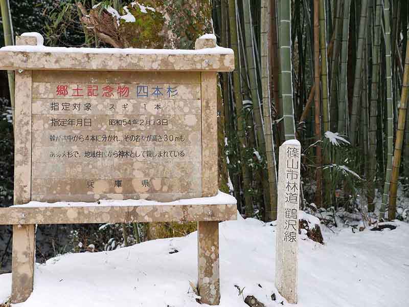 辻の四本杉