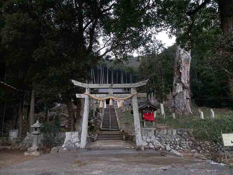 油利大歳神社のケヤキ