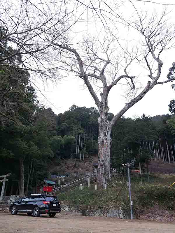 油利大歳神社のケヤキ