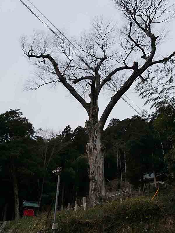 油利大歳神社のケヤキ