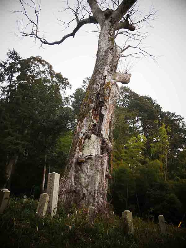 油利大歳神社のケヤキ