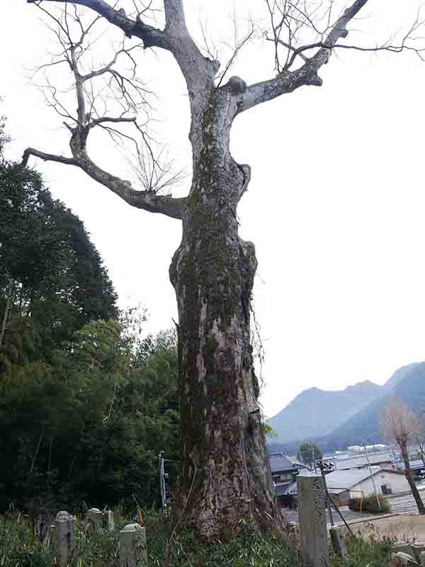 油利大歳神社のケヤキ