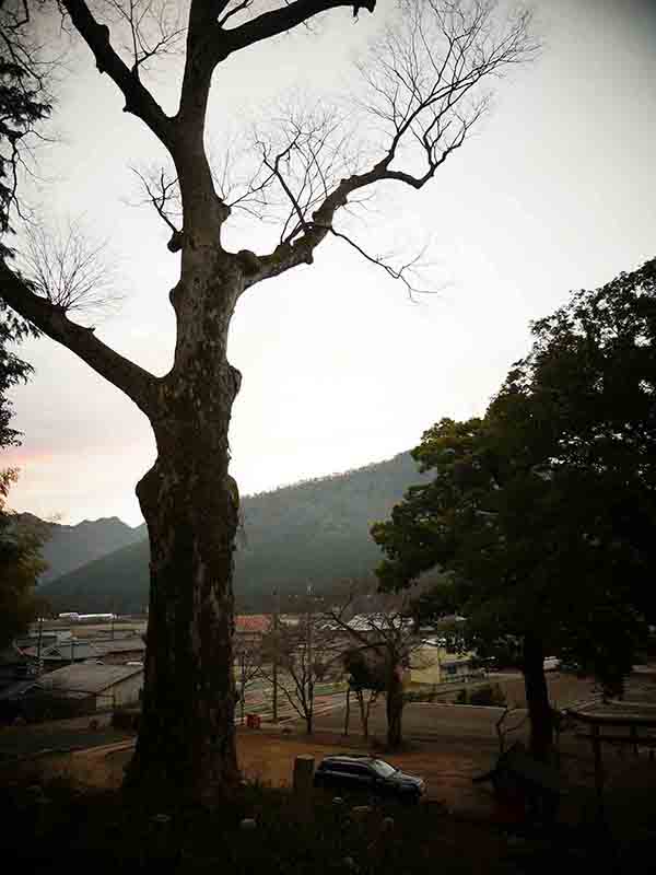 油利大歳神社のケヤキ