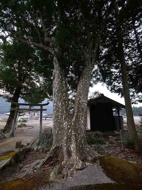 油利大歳神社のカゴノキ