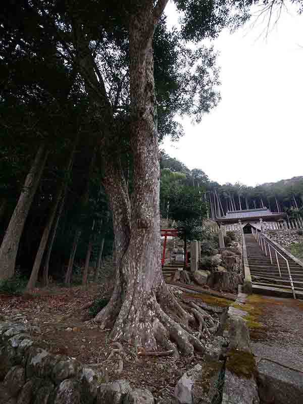 油利大歳神社のカゴノキ