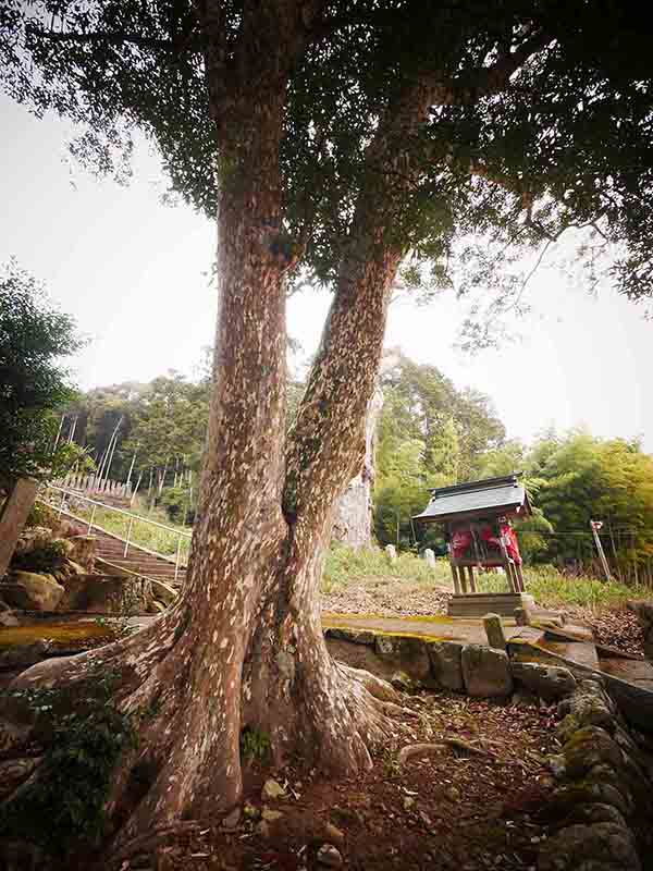 油利大歳神社のカゴノキ