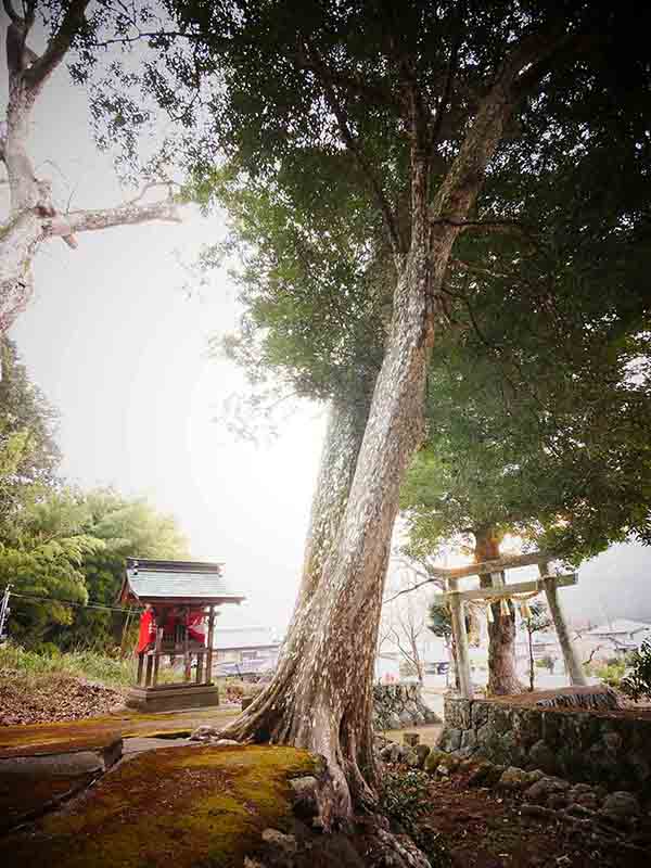 油利大歳神社のカゴノキ