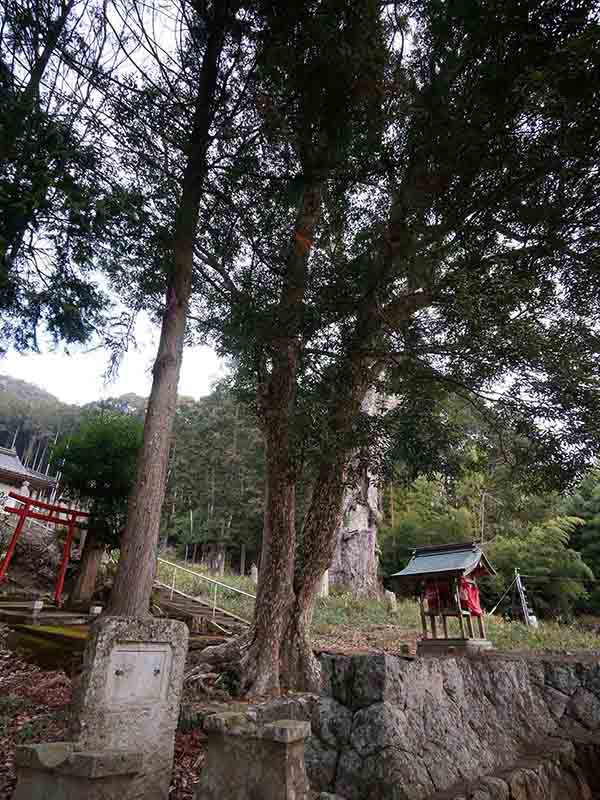 油利大歳神社のカゴノキ