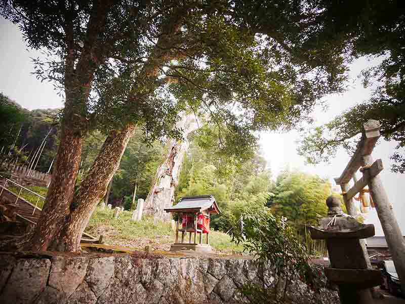 油利大歳神社のカゴノキ