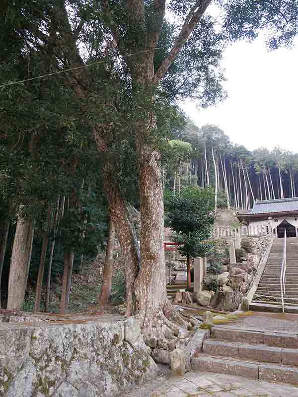 油利大歳神社のカゴノキ