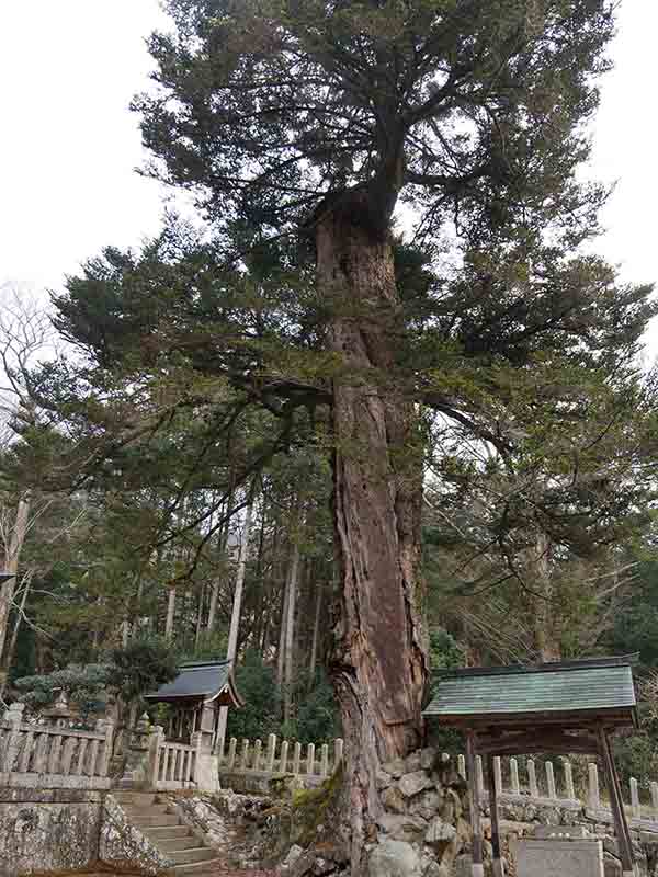 小野天満宮のモミ