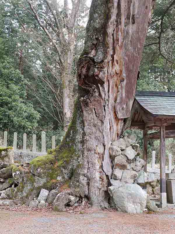 小野天満宮のモミ