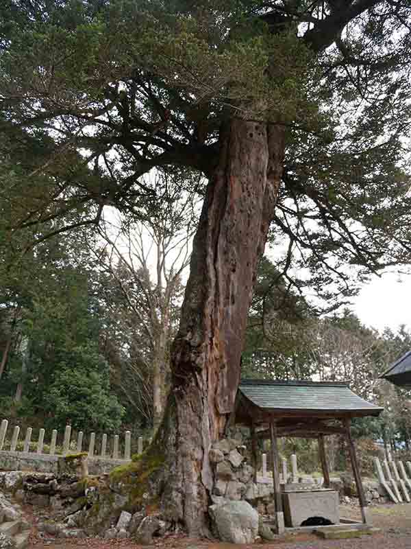 小野天満宮のモミ