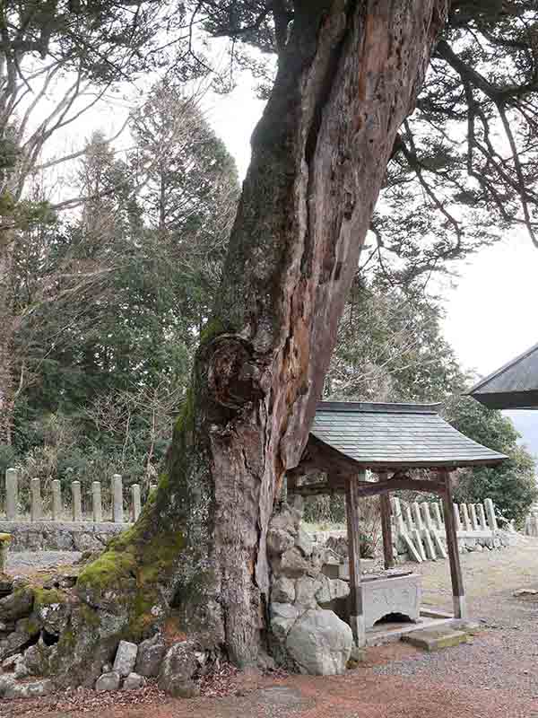 小野天満宮のモミ