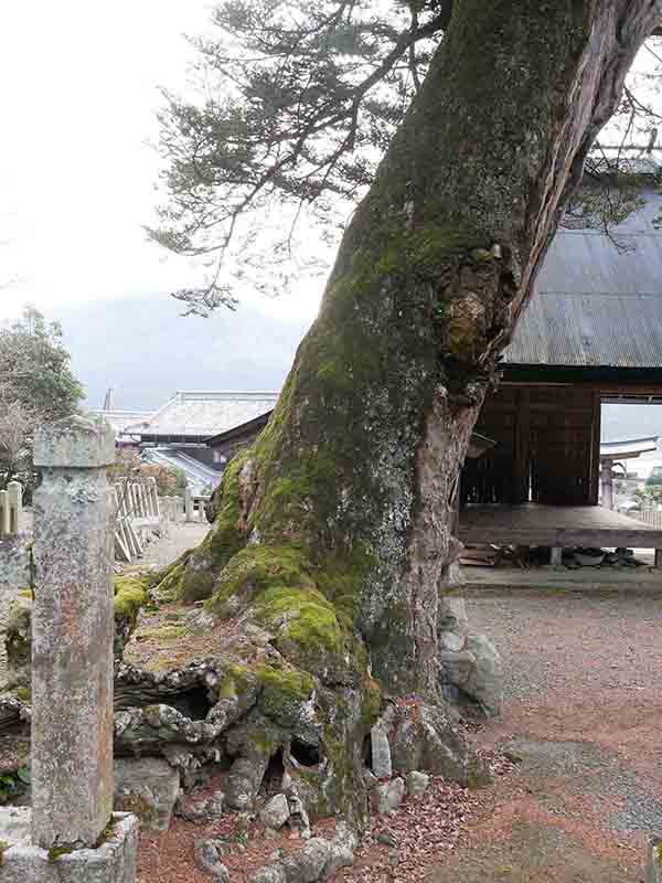 小野天満宮のモミ