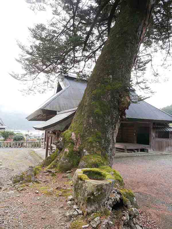 小野天満宮のモミ