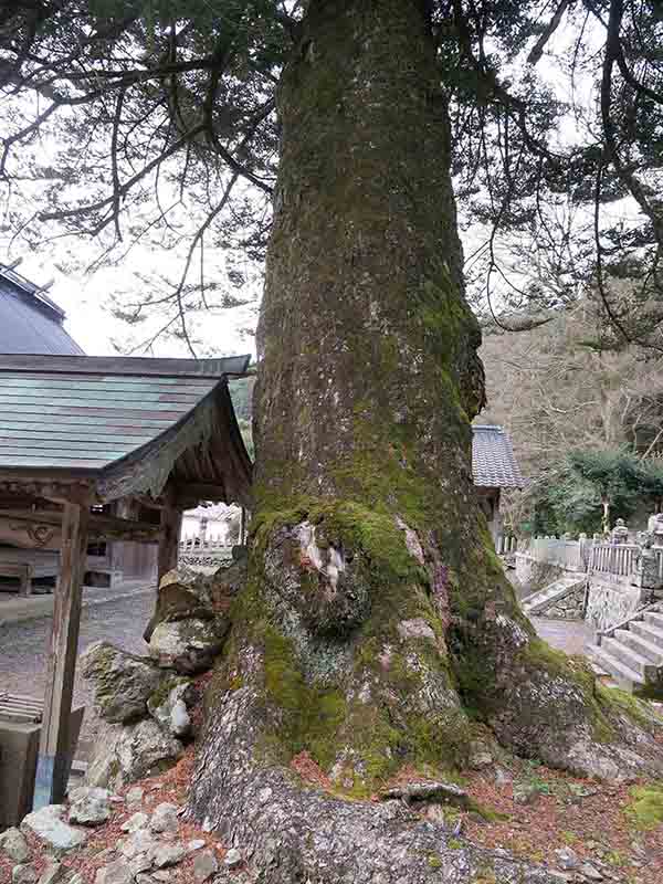 小野天満宮のモミ